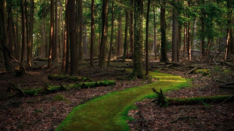 The Emerald Path in Cook Forest State Park, PA